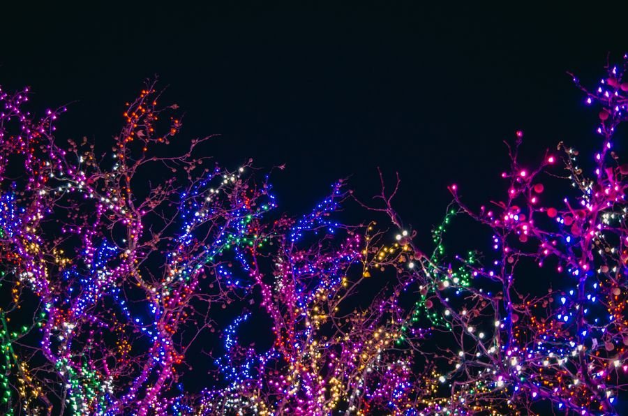 Outdoor trees wrapped in Christmas lights