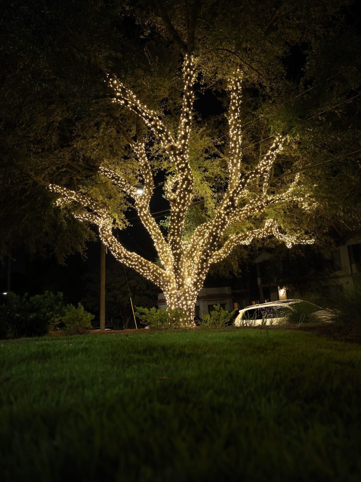 Large oak tree fully wrapped in warm white Christmas lights at night